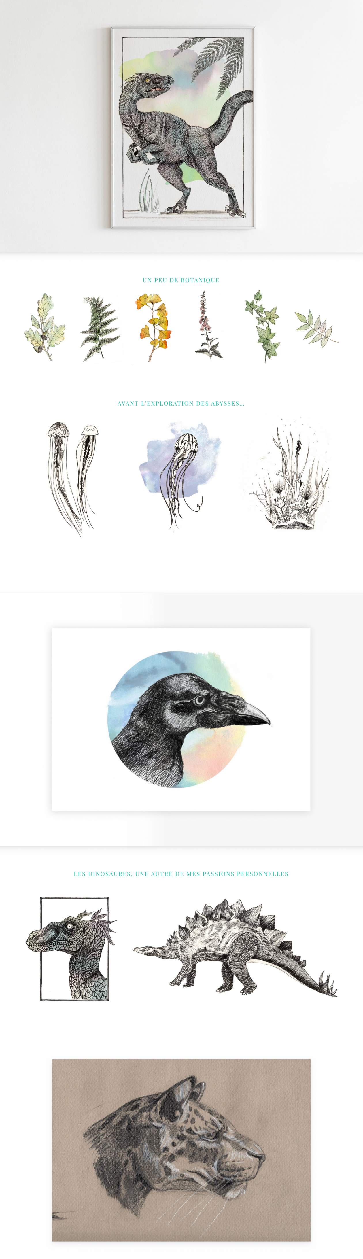 Illustrations naturalites